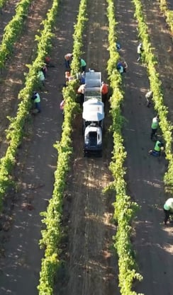 MK-V at Fox Hill harvest