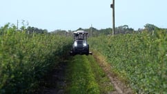 168车极速查询 Monarch Tractor on a blueberry farm