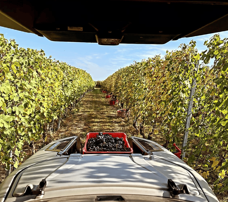 MK-V Tractor Driving in Vineyards in Europe